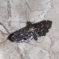 Eurrhyparodes splendens