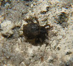 Peracalles ventrosus