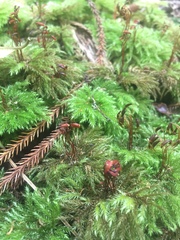 Mniodendron comatum