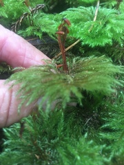 Mniodendron comatum