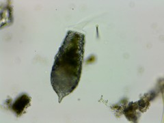 Cylindrifflugia acuminata