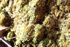 Sematophyllum adnatum