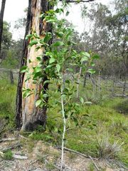 Acacia wardellii