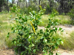 Acacia wardellii