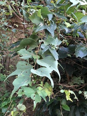 Celtis biondii