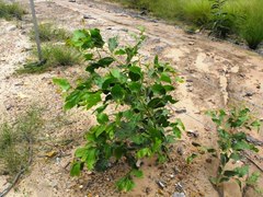 Acacia wardellii