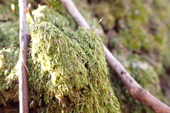 Sematophyllum adnatum