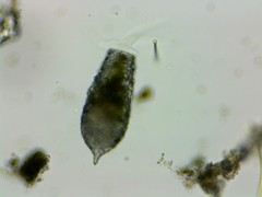 Cylindrifflugia acuminata