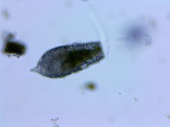 Cylindrifflugia acuminata