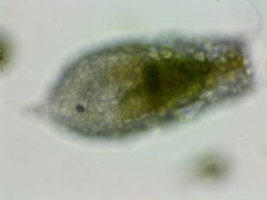 Cylindrifflugia acuminata