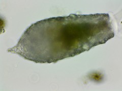 Cylindrifflugia acuminata