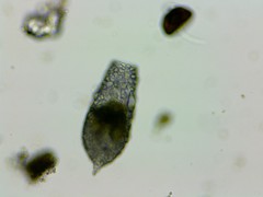 Cylindrifflugia acuminata