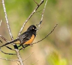 Pipilo erythrophthalmus alleni