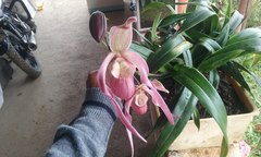 Phragmipedium