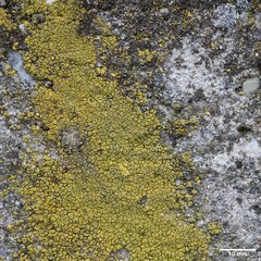 Flavoplaca citrina