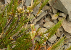 Dracophyllum acerosum