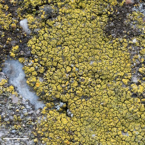 krásnica citrónová (Flavoplaca citrina)