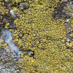Flavoplaca citrina