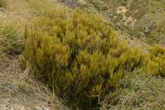 Dracophyllum acerosum