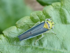 Ishidaella albomarginata