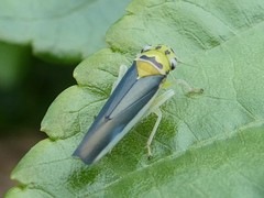 Ishidaella albomarginata