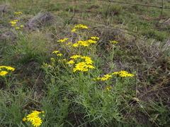 Senecio brigalowensis