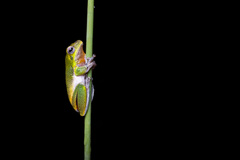 Litoria cooloolensis