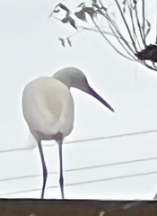 Egretta thula