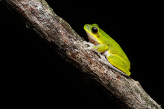 Litoria cooloolensis