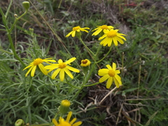 Senecio brigalowensis