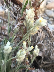 Pseudognaphalium leucocephalum