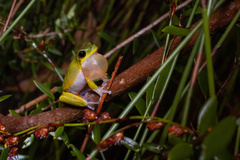 Litoria cooloolensis