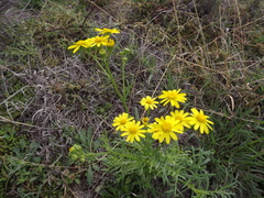 Senecio brigalowensis