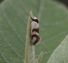 Zonopetala decisana