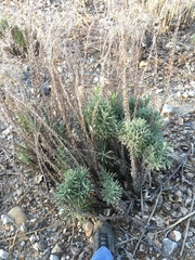 Pseudognaphalium leucocephalum