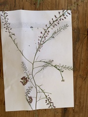 Lepidium pseudohyssopifolium