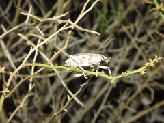 Apleurus albovestitus