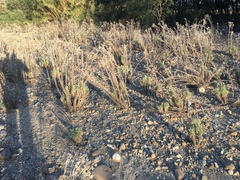 Pseudognaphalium leucocephalum