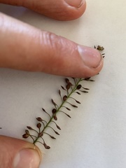 Lepidium pseudohyssopifolium
