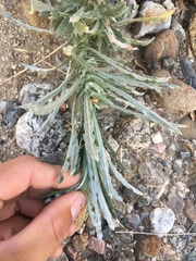 Pseudognaphalium leucocephalum