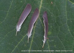 Mecocerculus leucophrys