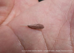 Mecocerculus leucophrys