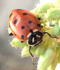 Hippodamia convergens