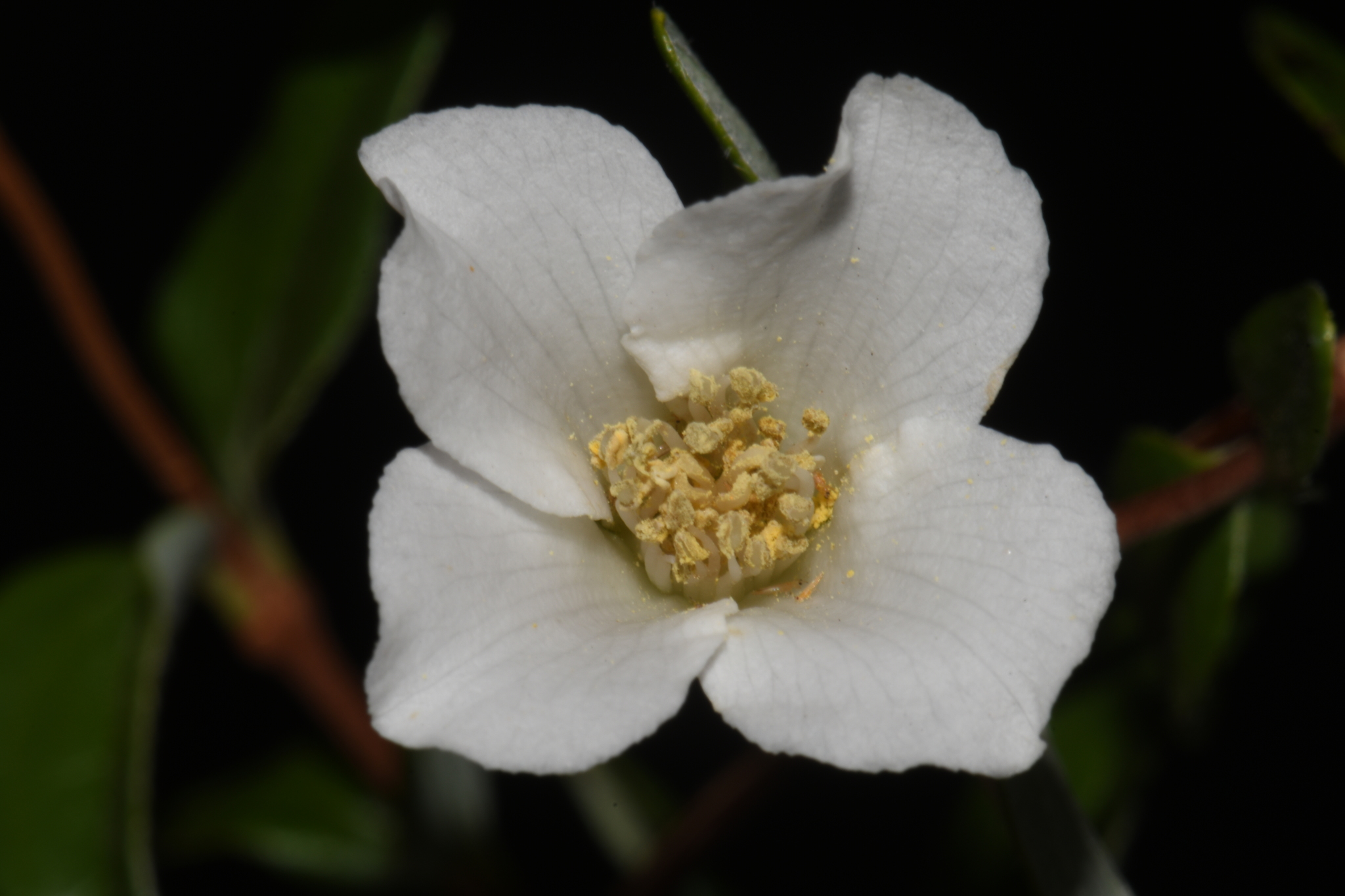 Philadelphus microphyllus var. microphyllus