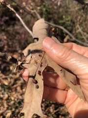 Polystepha symmetrica