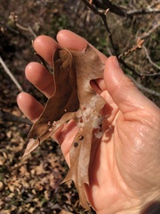 Polystepha symmetrica