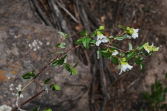 Philadelphus microphyllus microphyllus