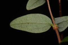 Philadelphus microphyllus microphyllus