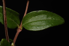 Philadelphus microphyllus microphyllus