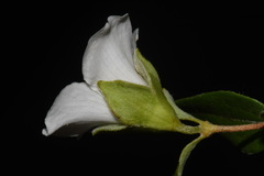 Philadelphus microphyllus microphyllus